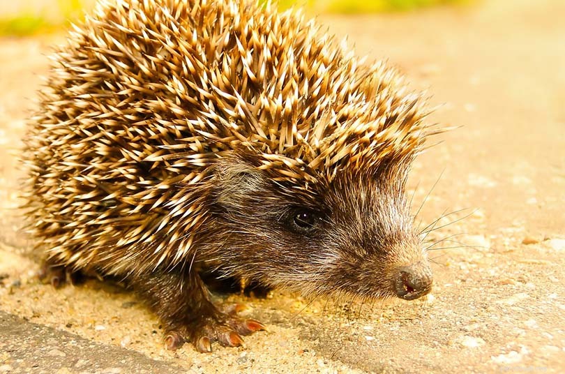 Desert Hedgehog: Rare Wild Creature & Care Guide