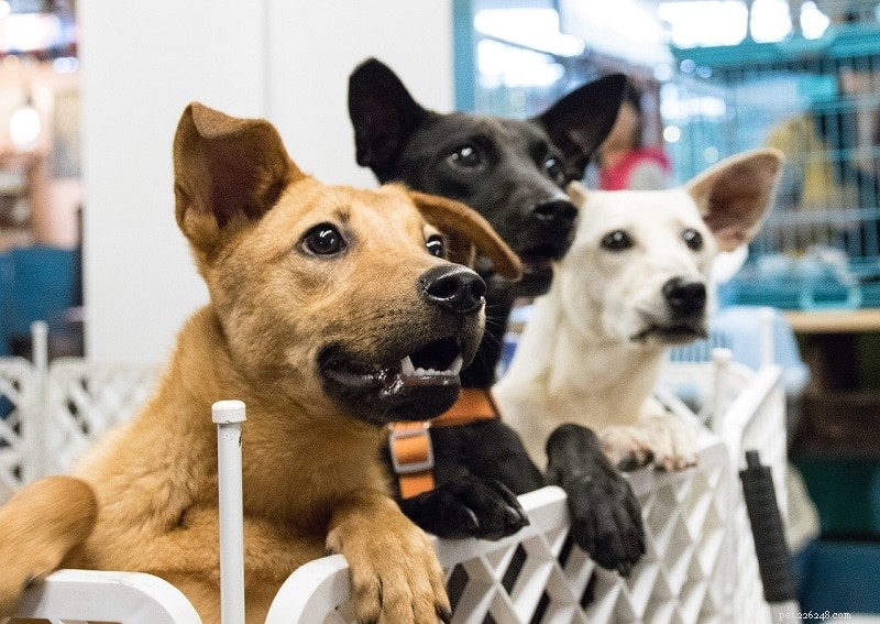 Top 10 UK Animal Adoption Stats & Facts for 2022