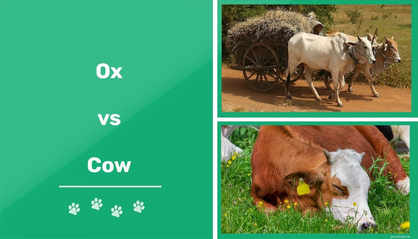 Ox vs. Cow: Understanding Their Roles and Differences