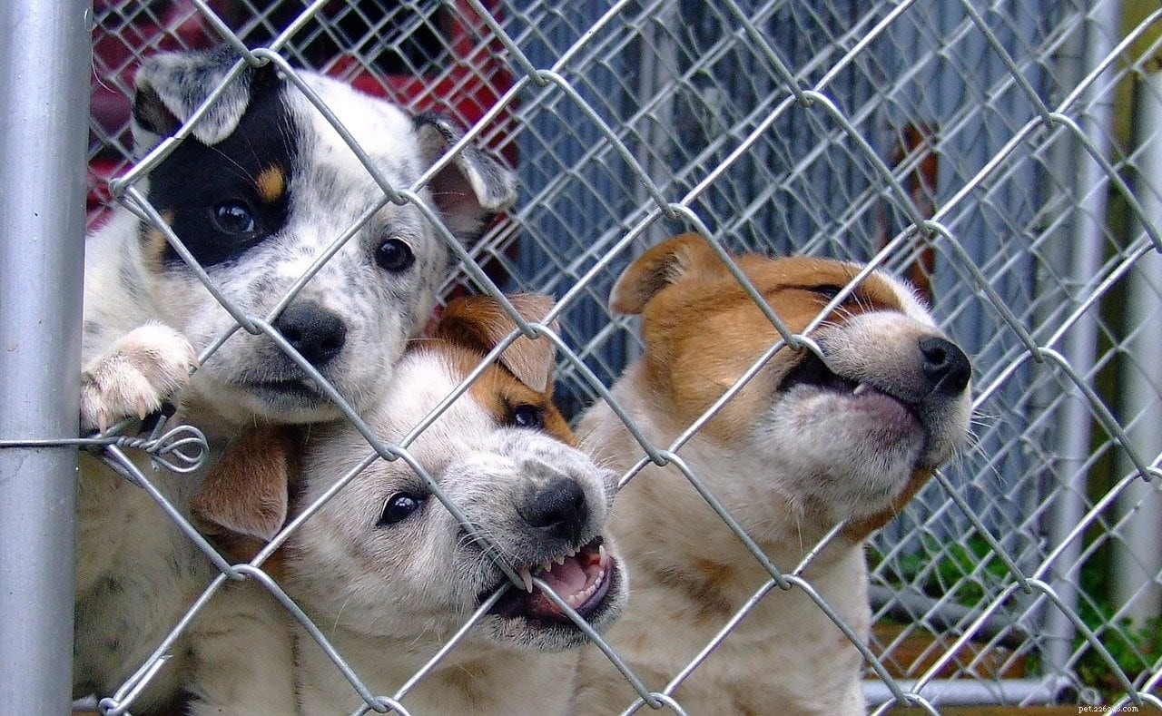 10 Critical UK Puppy Mill Statistics & Facts for 2022