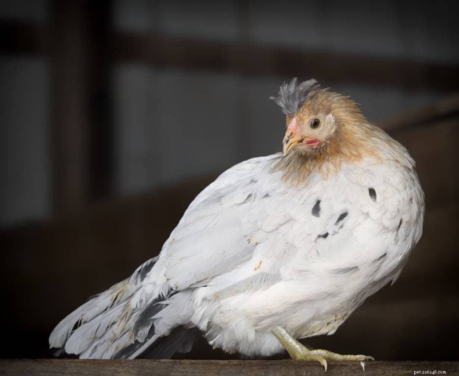 Icelandic Chicken: Origin, Traits, Uses & Conservation Status