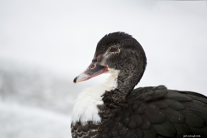 Top 4 Grey Duck Breeds for Owners & Collectors