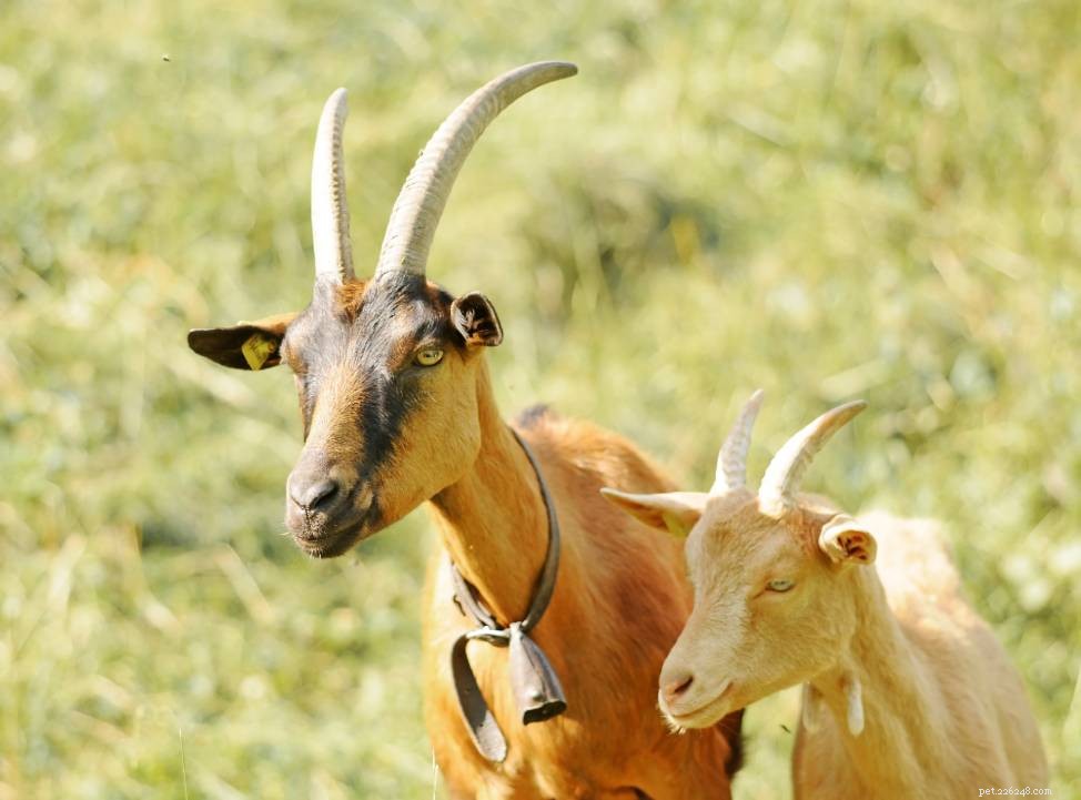 Why Sheep and Goats Wear Bells — A Practical Guide for New Farmers
