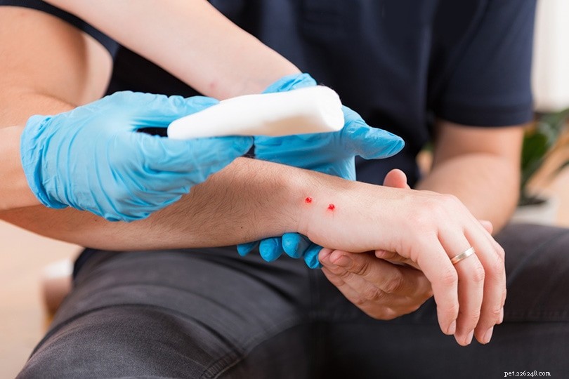 2022 UK Snakebite Data: 10 Key Statistics on Incidence, Fatalities & Prevention