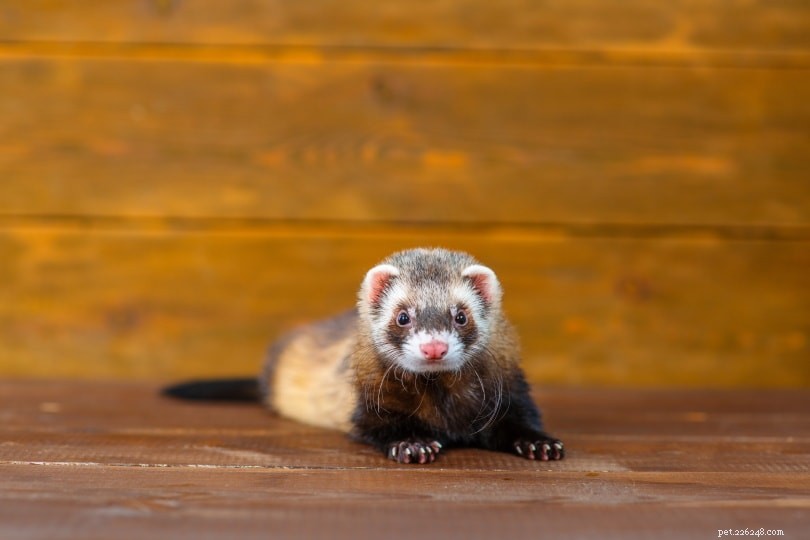Secure Your Home: 15 Expert Steps to Ferret-Proof a Room