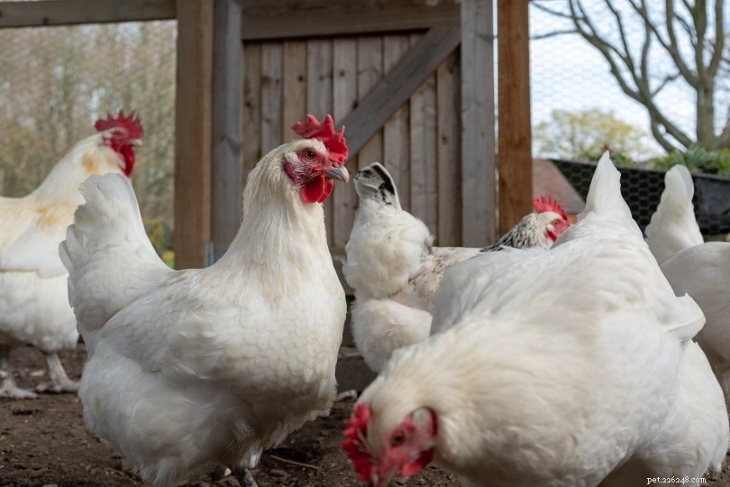 Discover the Premium Bresse Chicken: Heritage, Flavor, and Quality