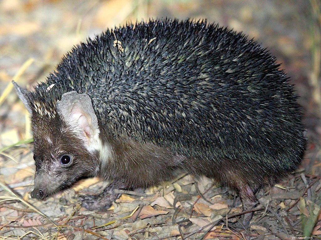 Brandt s Hedgehog: Expert Care Guide & Key Traits for Exotic Pet Owners