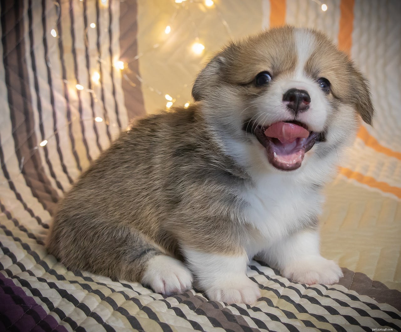 When Puppies Lose Baby Teeth: Timelines, Symptoms, and Care Tips