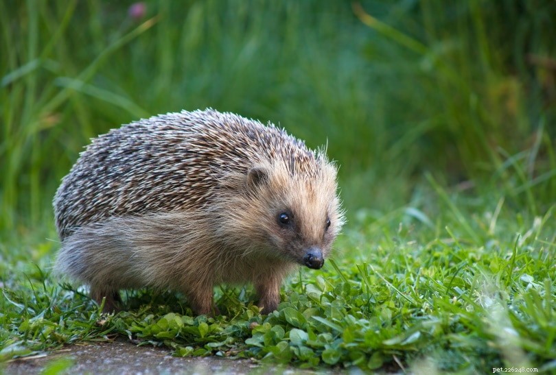 Hedgehog Mites: Recognizing Symptoms & Effective Treatments—A Comprehensive Guide