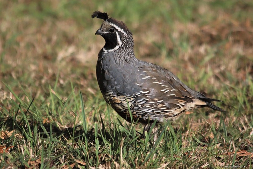 Top 7 Quail Breeds for Eggs, Hunting, and Meat Production