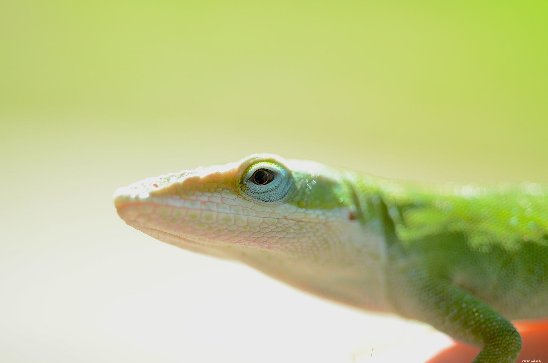 2022 Exotic Pet Trends: Key Statistics on Ownership and Safety Incidents