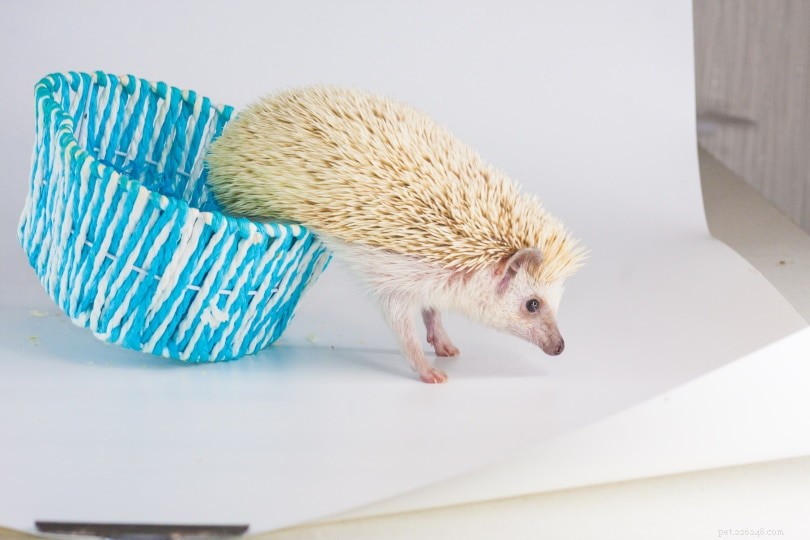 Build Your Own Hedgehog Carrier: 2 Simple, Safe DIY Plans