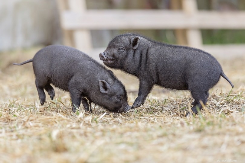 5 Essential Facts About Teacup Pigs Before You Adopt One