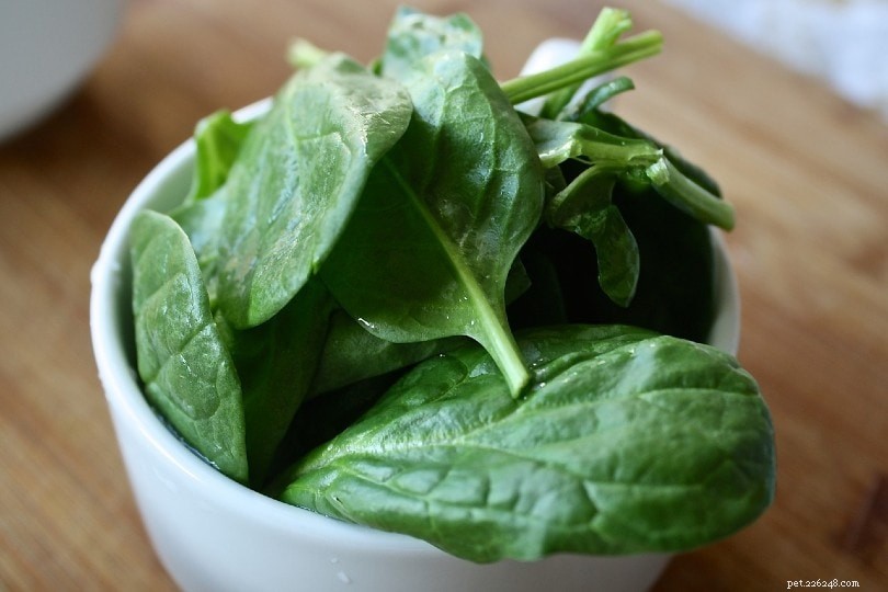 Is Spinach Safe for Hedgehogs? A Complete Guide