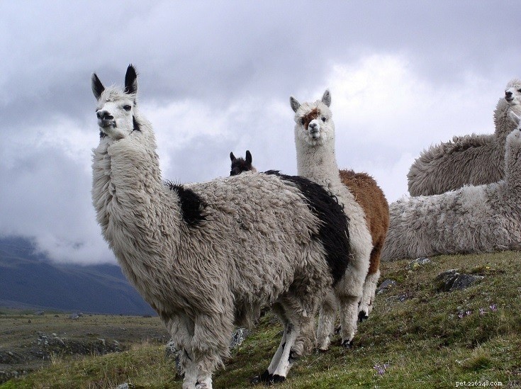 Four Distinct Llama Breeds: Llama, Alpaca, Vicuña, and Guanaco Explained