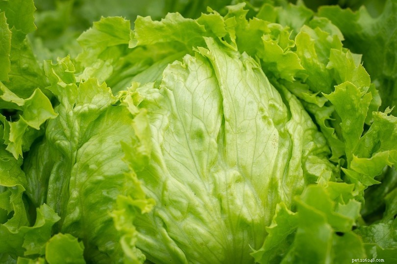 Are Lettuce and Greens Safe for Pet Hedgehogs? Expert Guide