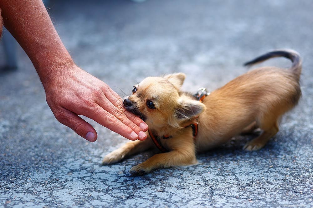 Chihuahua Bite Force: PSI Strength & What It Means for Owners