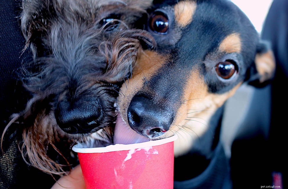 Starbucks Puppuccino: What It Is & How to Order Your Dog-Friendly Treat