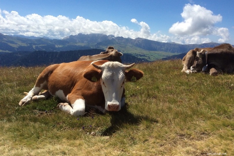 Top 10 Predators That Threaten Cows – A Comprehensive Guide