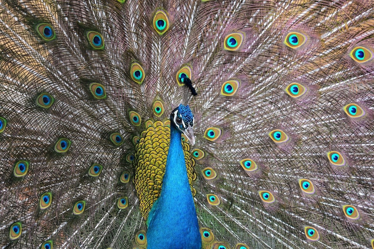 Peacock Lifespan: How Long They Live & Essential Care Tips