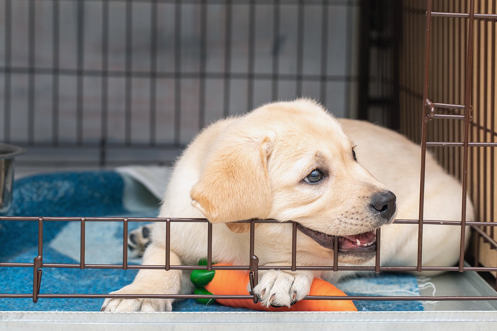 Guidelines for Safe Puppy Alone Time: How Long Is Too Long?