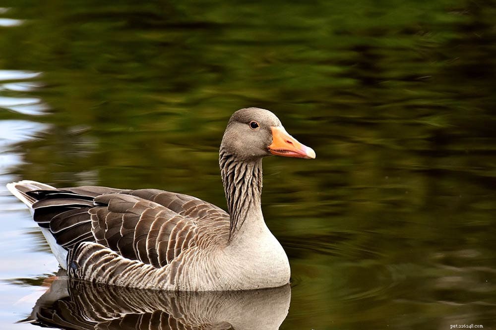 Real Lifespan of Geese: How Long They Actually Live