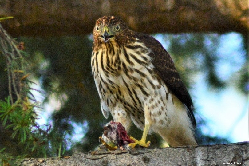 8 Proven Ways to Protect Your Chickens from Hawks