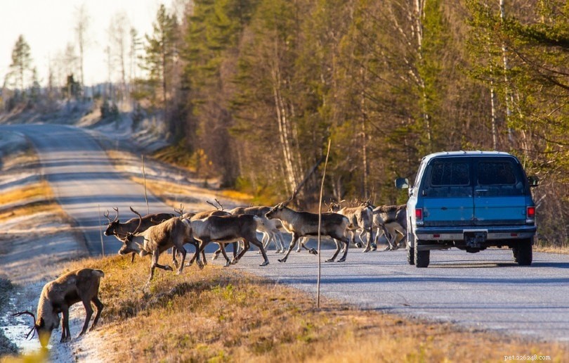 2022 UK Deer Collision Data: 10 Key Statistics on Deer-Car Accidents