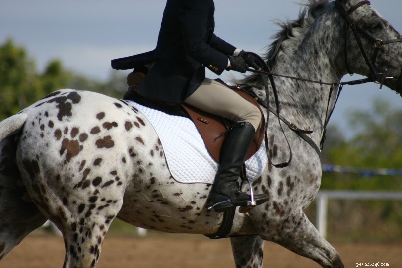 When Is the Right Age to Ride a Horse? Expert Guidelines