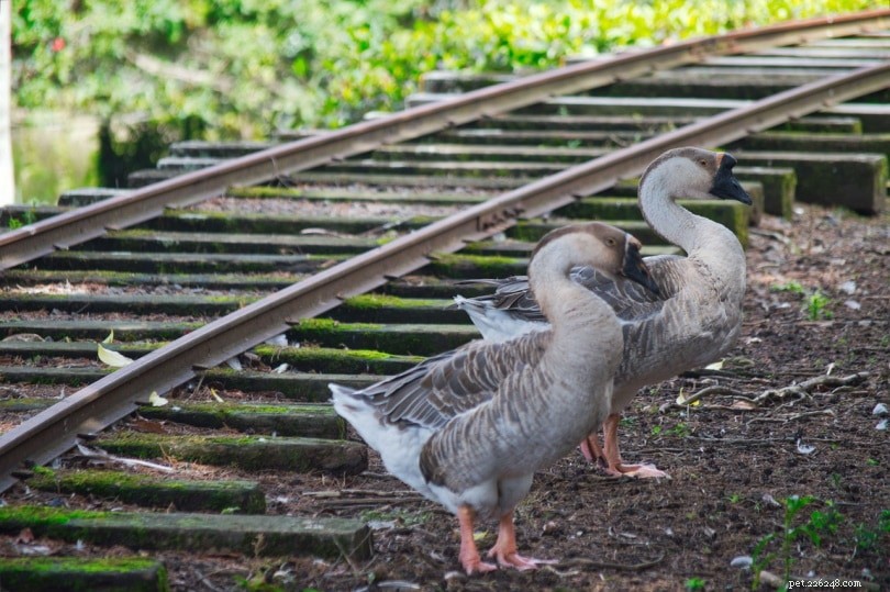 African Goose: Premium Meat Bird & Rare Breed