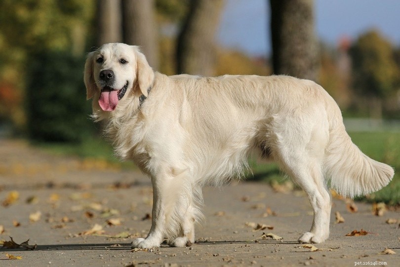 Golden Retrievers: Average Lifespan & Key Health Facts