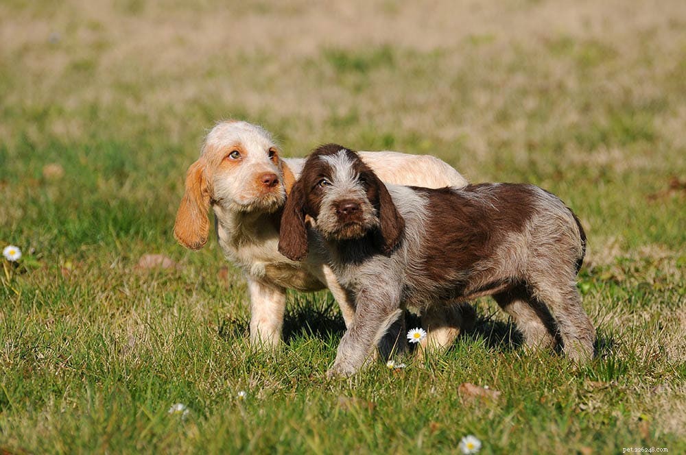 When Do Puppies Begin Walking? A Guide to Early Mobility Milestones
