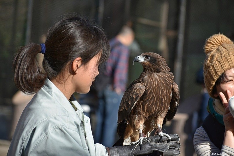 13 Shocking Statistics on Animal Use in Entertainment — What You Need to Know