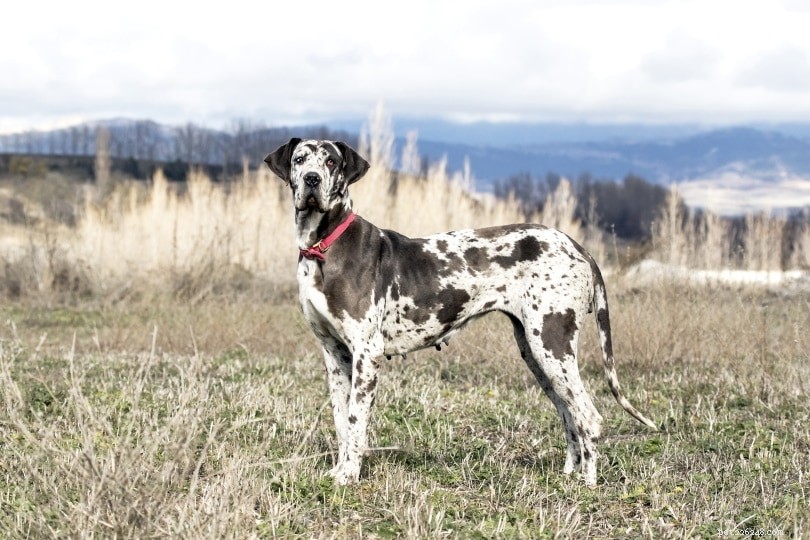 What Is the Average Lifespan of a Great Dane? Facts & Care Tips