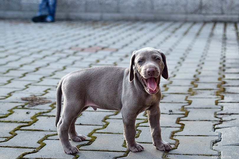 When Is It Safe to Give Your Puppy a Bone? Expert Guidance on Timing