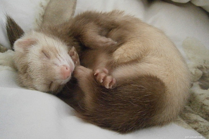 Ferrets and Winter Rest: Hibernation or Deep Sleep?