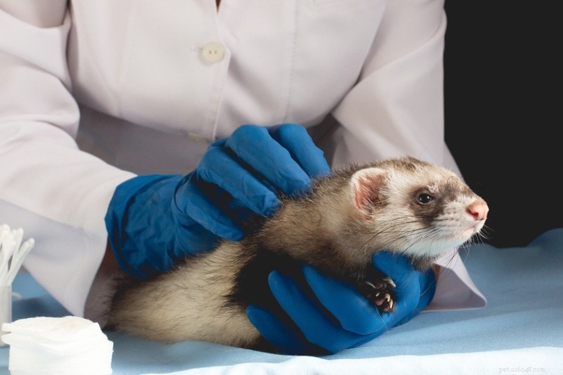 Ferret Vaccinations: Essential Shots & Annual Schedules