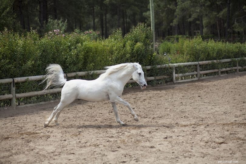 When Is the Right Age for a Horse to Start Jumping?