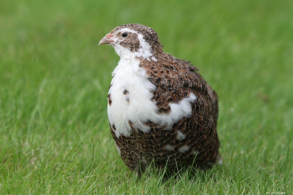 Quail Lifespan Unveiled: Average Years, Species Differences & Care Tips