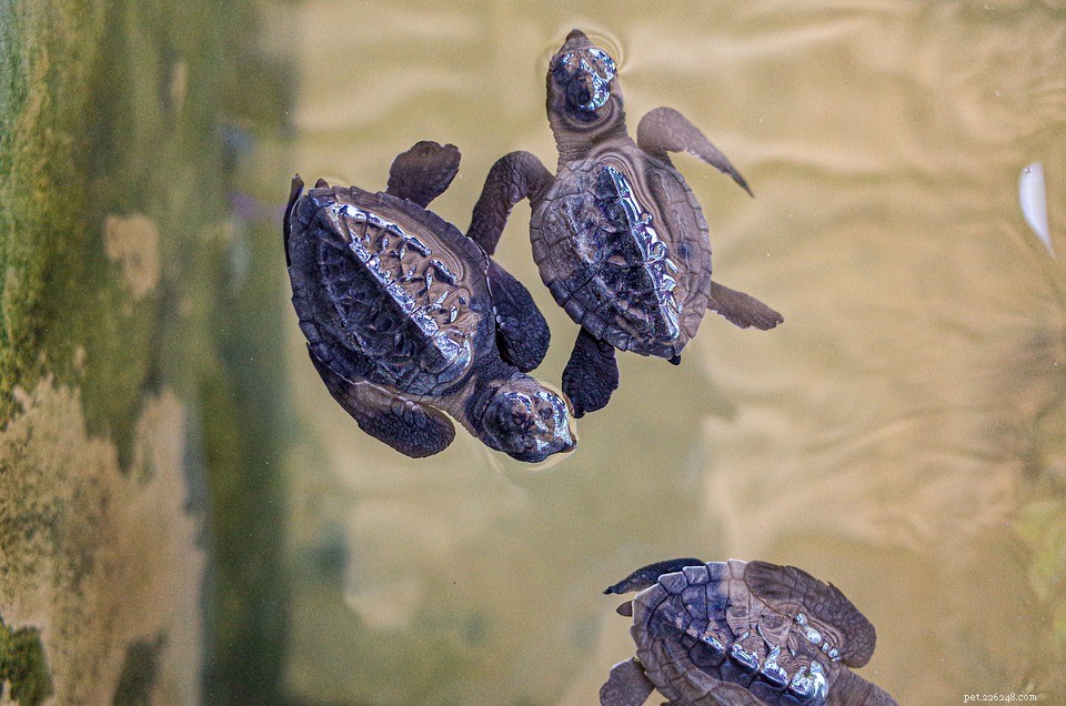 How Many Eggs Do Turtles Lay? Understanding Turtle Reproduction Numbers