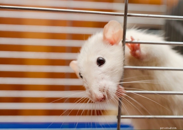 Where to Buy a Pet Rat: Trusted Stores & Owner Tips