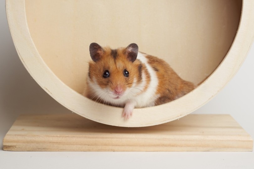 Where to Purchase a Healthy Hamster: Trusted Sources & Top Picks