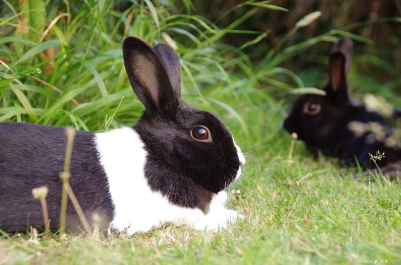 U.S. Pet Rabbit Population 2022: Key Statistics & Trends