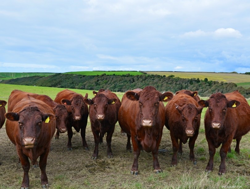 Do Cows Have Fur? Understanding Cow Hair vs. Fur Explained