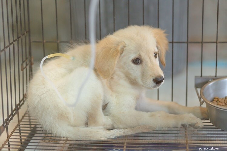 When Do Puppies’ Eyes Change Color? A Complete Expert Guide