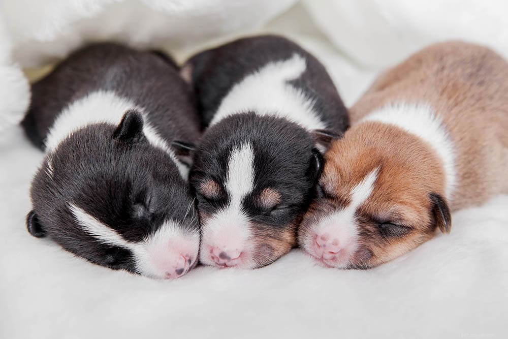 When Do Puppies Open Their Eyes? A Comprehensive Guide