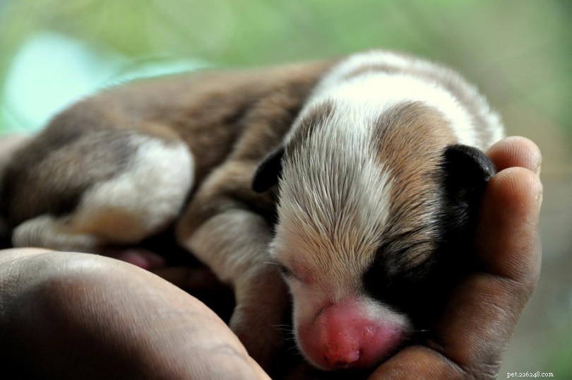Handling Newborn Puppies: Safe Practices to Avoid Maternal Rejection