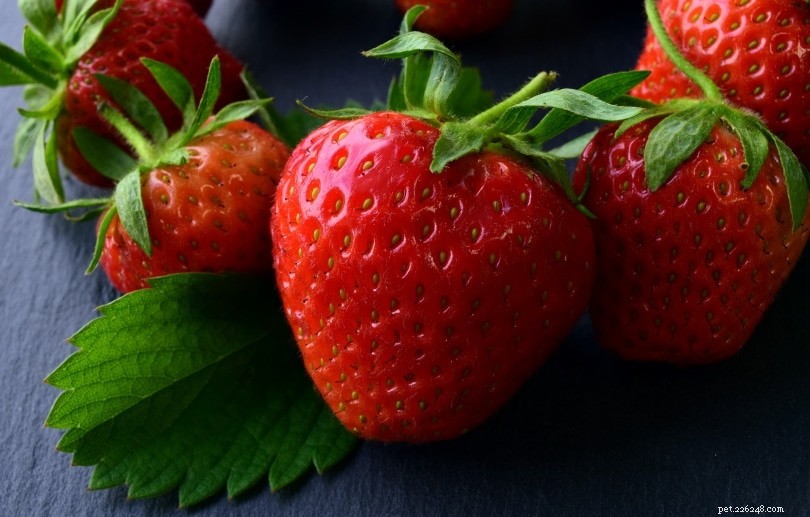 Can Hedgehogs Safely Enjoy Strawberries? Key Feeding Tips