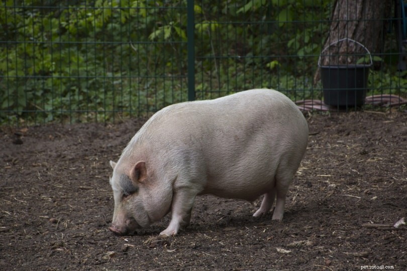Do Pigs Eat Their Own Poop? The Science Behind This Behavior
