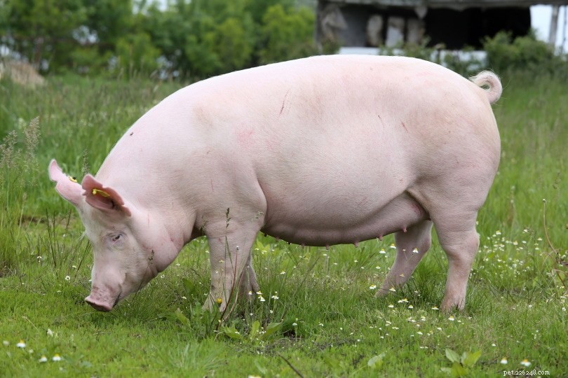 10 Engaging Activities to Keep Your Pig Mentally Stimulated